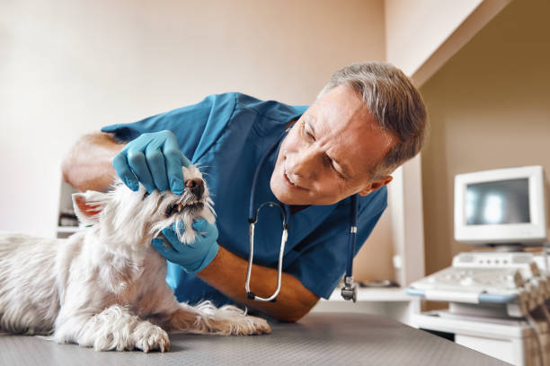 Best Emergency Dental Services Near Me  in Williamsport, OH